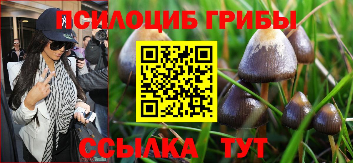где купить наркотик  Вход с VPN  Медногорск  Псилоцибиновые грибы Cubensis 